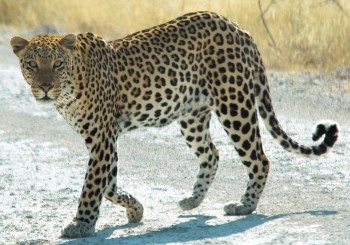 Леопард попал в фотоловушку в Мангистауской области