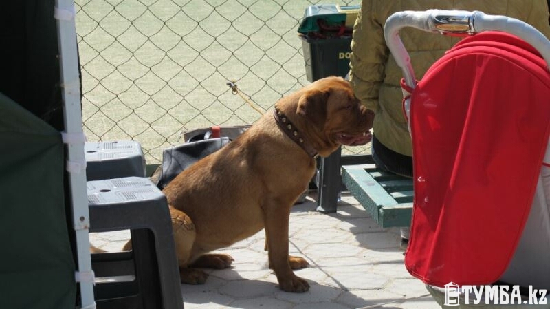 В Актау прошла национальная выставка собак «Жемчужина Каспия 2015»