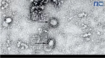 Ученые создали вакцину против коронавируса