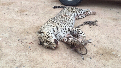 Убийство леопарда в Мангистауской области: что же случилось в тот день на самом деле?