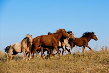 Лошадей из Азербайджана на $25 тыс импортировали в Мангистау в январее