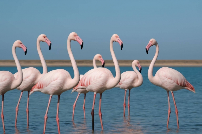 В Мангистау прилетела первая стая розовых фламинго, занесённых в Красную книгу