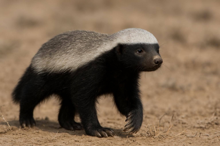 Редкого медоеда заметили в Устюртском заповеднике Мангистауской области