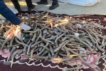 Ущерб на миллиард тенге: в Мангистау задержана преступная группа, истреблявшая сайгаков