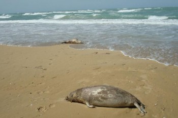 У погибших на Каспии тюленей вредных веществ не обнаружено